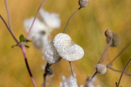 Téléchargez les photos : Anemone hupehensis praecox thimbleweed fleurs fanées plantent des graines blanches brillantes, des plantes de fleurs du vent dans le jardin - en image libre de droit