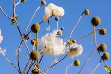 Téléchargez les photos : Anemone hupehensis praecox thimbleweed fleurs fanées plantent des graines blanches brillantes, des plantes de fleurs du vent dans le jardin - en image libre de droit