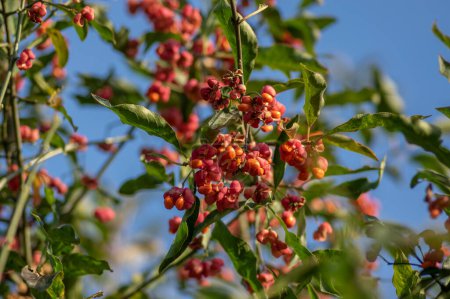 Téléchargez les photos : Euonymus europaeus broche commune européenne fruits d'automne à maturation capsulaire, rouge à violet ou rose avec des graines orange sur les branches - en image libre de droit