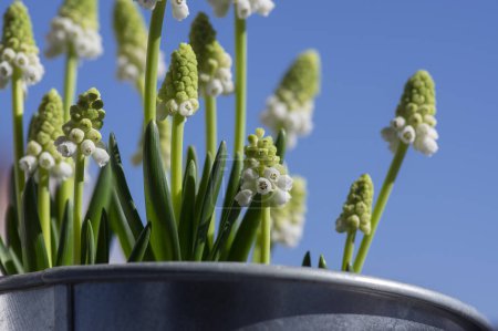 Foto de Muscari aucheri jacintos uva flores de floración blanca, grupo de plantas bulbosas en flor, hojas verdes y brotes cielo azul - Imagen libre de derechos