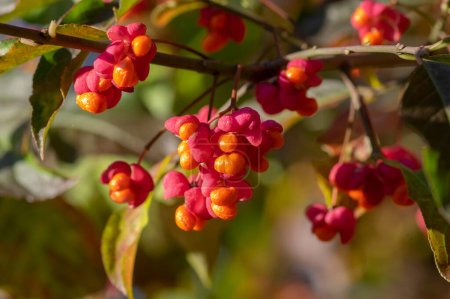Euonymus europaeus european common spindle capsular ripening autumn fruits, red to purple or pink colors with orange seeds hanging on branches