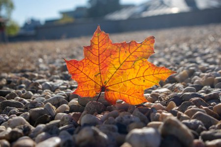 Foto de Acer platanoides brillante otoño colorido hojas fondo, otoñal brillante hermosa estación amarillo naranja rojo colores - Imagen libre de derechos