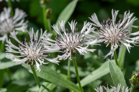 Photo for Centaurea montana perennial mountain cornflower in bloom, cultivated snowy white montane knapweed bluet alba flowering plant with green leaves - Royalty Free Image