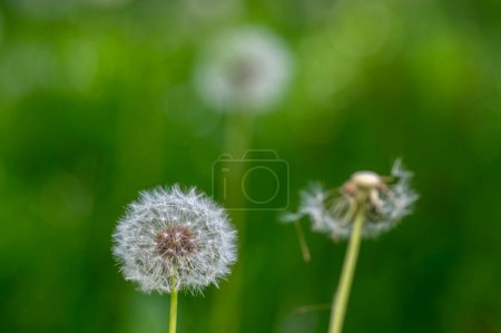 Photo for Common dandelion Taraxacum officinale faded flowers looks like snow ball, ripe cypselae fruits seeds - Royalty Free Image