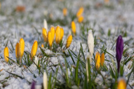 Field of flowering crocus vernus plants covered with snow, group of bright colorful early spring flowers in bloom in winter snowy weather