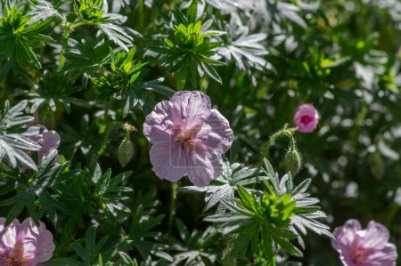 Photo for Geranium sanguineum Striatum beautiful ornamental park flowering plant, group of light pale pink white flowers in bloom - Royalty Free Image