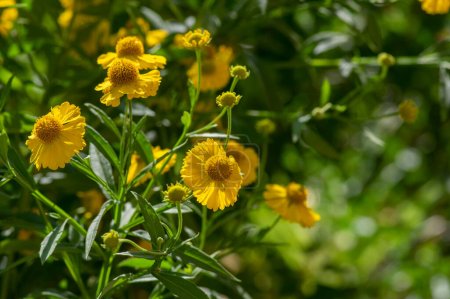 Photo for Helenium autumnale common sneezeweed in bloom, bunch of bright color yellow flowering flowers, high shrub with leaves - Royalty Free Image