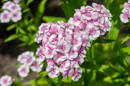 Téléchargez les photos : Dianthus barbatus belles plantes ornementales à fleurs, groupe de fleurs blanches violettes rose vif en fleurs, feuilles vertes - en image libre de droit