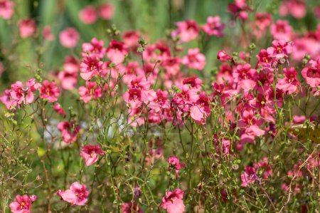 Téléchargez les photos : Diascia fetcaniensis rose pourpre fleur twinspur plante, groupe de petites fleurs en fleurs, feuilles vertes au soleil - en image libre de droit