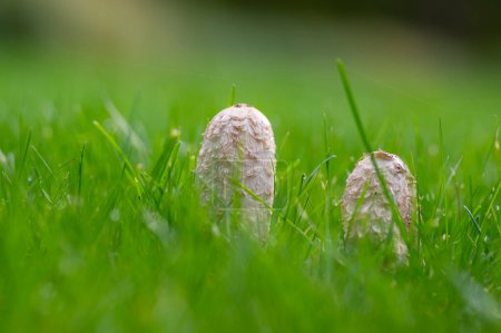 Foto de Coprinus comatus gorra de tinta lanuda hongo gris blanco creciendo en el césped en el parque, temporada otoñal, temprano en la mañana - Imagen libre de derechos