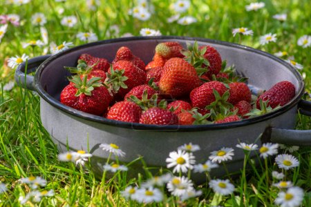 Gruppe schmackhafter roter Erdbeeren auf rustikaler, blau emaillierter Schüssel auf grünem Grasgras und blühenden weißen Gänseblümchen, bereit für rohe Vitamine Früchte