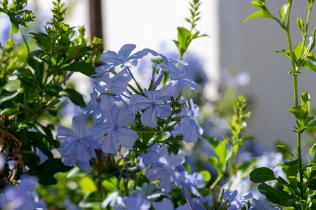Téléchargez les photos : Plumbago auriculata plante à fleurs bleues, cap plomb cinq pétales fleurs en fleurs, feuilles vertes - en image libre de droit