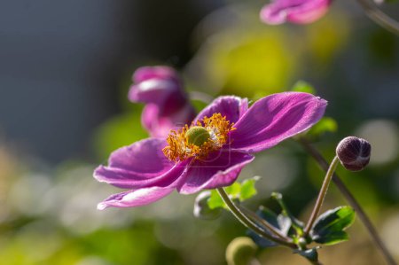 Photo for Anemone hupehensis praecox pink petal simplicity flowering plant, Eriocapitella thimbleweed ornamental windflowers flowering plants in the garden - Royalty Free Image