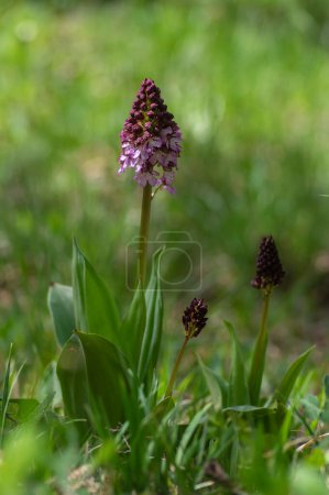Foto de La orquídea de la señora Orchis purpurea florece las plantas protegidas, flores blancas púrpuras beutiful en la floración en el tallo verde alto también con brotes - Imagen libre de derechos