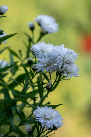 Photo for Symphyotrichum novi-belgii beautiful flowering plant, white full flower petal New York aster in bloom, green leaves foliage with buds - Royalty Free Image