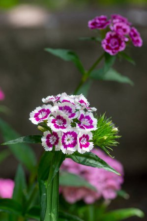 Photo for Dianthus barbatus beautiful ornamental flowering plants, group of bright pink purple white flowers in bloom, green leaves - Royalty Free Image