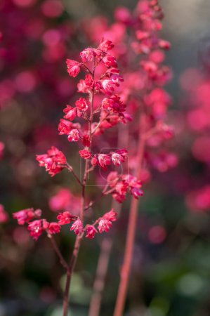 Foto de Heuchera sanguinea hermosa planta ornamental de floración de primavera, rosa brillante campanas de coral púrpura flores en flor en tallo alto - Imagen libre de derechos