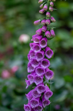 Foto de Digitalis purpurea flores de guante de zorro común en flor, hermosas plantas de bosque de floración púrpura, tallo alto verde - Imagen libre de derechos