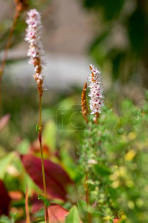 Téléchargez les photos : Bistorta affinis fleur polaire en fleur, belle fleur blanche pourpre nouée Himalaya bistort fleurs dans le jardin ornemental - en image libre de droit