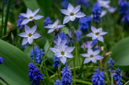 Foto de Ipheion uniflorum Wisley Flores de primavera azul en flor, pequeña planta floreciente bulbosa blanca azul claro entre muscari armeniacum - Imagen libre de derechos