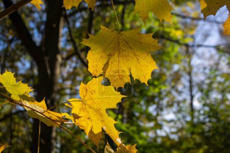 Photo for Acer platanoides bright autumn colorful leaves background, autumnal bright beautiful seasonal yellow orange red colors - Royalty Free Image