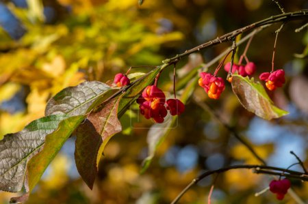 Téléchargez les photos : Euonymus europaeus broche commune européenne fruits d'automne à maturation capsulaire, rouge à violet ou rose avec des graines orange accrochées sur les branches - en image libre de droit