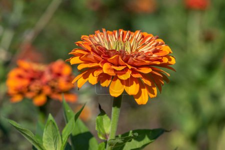 Téléchargez les photos : Zinnia peruviana bright red orange flowering peruvian annual plant in bloom, beautiful colorful petal flower in bloom - en image libre de droit