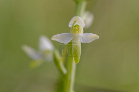 Photo for Platanthera bifolia white wild lesser butterfly-orchid flowers in bloom, beautiful meadow flowering orchids plants in green grass - Royalty Free Image