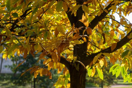 Foto de Castanea sativa dulce castaño colorido árbol otoñal ramas llenas de hermosas hojas de color verde anaranjado caída - Imagen libre de derechos