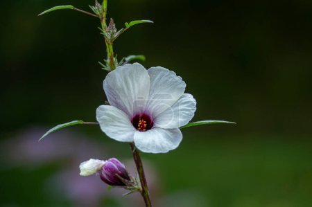 Foto de Hibiscus sabdariffa hermosas flores de pétalos blancos y morados oscuros en flor, rosa tropical de la planta con flores de Sharon en el subarbusto - Imagen libre de derechos