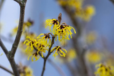 Photo for Hamamelis intermedia yellow winter spring flowering plant, group of amazing witch hazel Arnold promise flowers in bloom during february - Royalty Free Image
