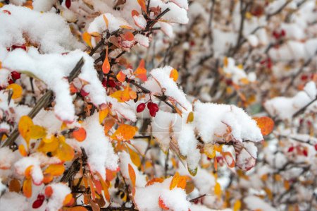Foto de Berberis thunbergii arbusto de bayas Thunbergs japonés con frutos ovales maduros en ramas cubiertas de nieve fría blanca - Imagen libre de derechos