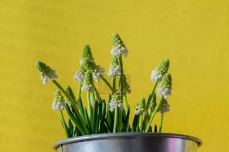 Photo for Muscari aucheri grape hyacinths white flowering flowers, group of bulbous plants in bloom, green leaves on bright yellow background - Royalty Free Image