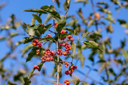 Foto de Euonymus europaeus huso común europeo maduración capsular frutos de otoño, de color rojo a púrpura o rosa con semillas de color naranja en las ramas - Imagen libre de derechos