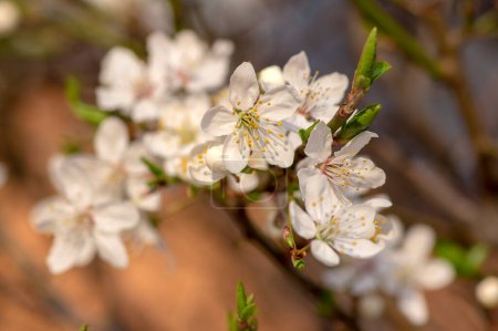 Téléchargez les photos : Prunus spinosa fleurs d'épine noire en fleurs, petites branches de sloé à fleurs blanches, petites feuilles vertes - en image libre de droit