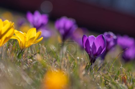 Photo for Field of flowering crocus vernus plants, group of bright colorful early spring flowers in bloom in grass - Royalty Free Image