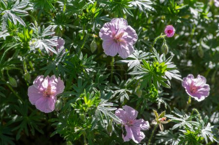 Photo for Geranium sanguineum Striatum beautiful ornamental park flowering plant, group of light pale pink white flowers in bloom - Royalty Free Image