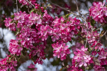 Téléchargez les photos : Ornement malus royauté beau pommier fleurissant, printemps, fleurs rose pourpre en fleurs sur les branches, feuilles colorées - en image libre de droit
