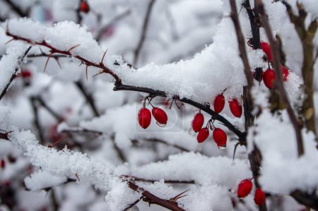 Photo for Berberis thunbergii japanese thunbergs barberry shrub with ripened oval fruits on branches covered with white cold snow - Royalty Free Image