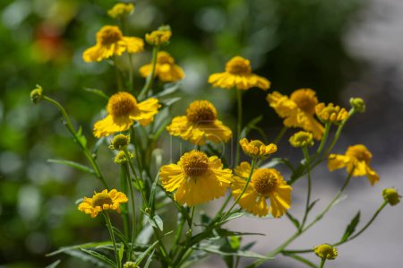 Foto de Helenio otoñal estornudos comunes en flor, racimo de flores de color amarillo brillante floración, arbusto alto con hojas - Imagen libre de derechos