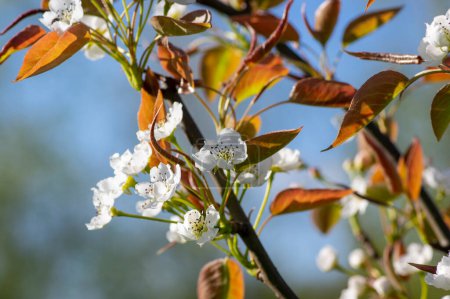 Photo for Pyrus pyrifolia asian pear white tree flowers in bloom, nashi flowering branches, green fresh leaves - Royalty Free Image