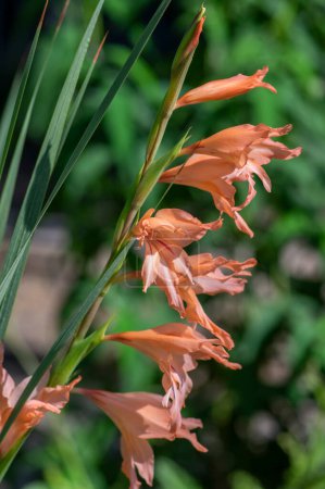 Foto de Gladiolus oppositifolius salmoneus planta con flores, grupo de flores ornamentales hermosas de color rojo anaranjado en flor a la luz del sol - Imagen libre de derechos