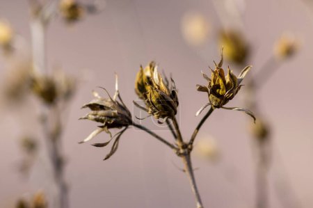 Téléchargez les photos : Hibiscus syriacus fleurs fanées, couleur brune ketmie syrienne branches de mauve rose avec gousses de graines pendant la saison d'automne en plein soleil - en image libre de droit