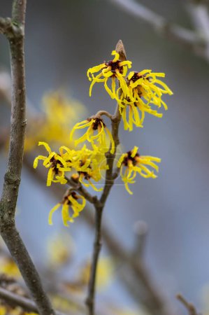 Photo for Hamamelis intermedia yellow winter spring flowering plant, group of amazing witch hazel Arnold promise flowers in bloom during february - Royalty Free Image
