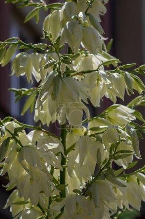 Foto de Yucca filamentosa Adams aguja e hilo flores de color blanco brillante en flor, arbusto de flores de hoja perenne, flores y brotes en tallo alto - Imagen libre de derechos