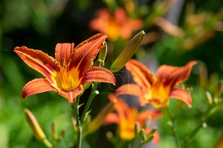Photo for Hemerocallis fulva beautiful bright orange plants in bloom, ornamental flowering daylily flowers in natural parkland - Royalty Free Image