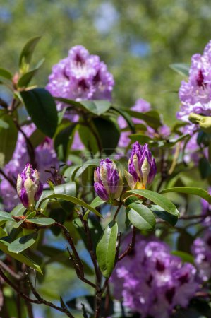 Téléchargez les photos : Rhododendron ponticum Blue Peter belle plante à fleurs arbuste, pourpre bleu lilas violet fleurs ornementales en fleurs sur les branches - en image libre de droit