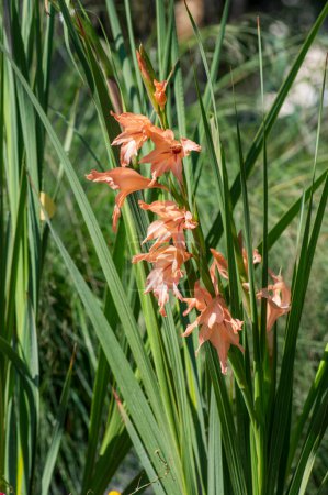 Téléchargez les photos : Gladiolus oppositifolius salmoneus plante à fleurs, groupe de fleurs ornementales rose-rouge orangé en fleurs au soleil - en image libre de droit