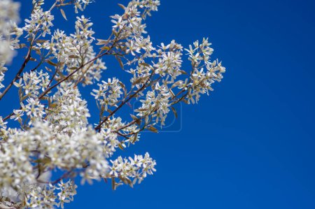 Amelanchier lamarckii deciduous flowering shrub, group of snowy white petals flowers on branches in bloom