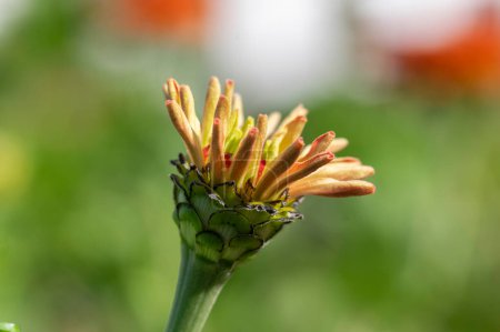 Téléchargez les photos : Zinnia péruviana rouge vif orangé floraison péruvienne plante annuelle en fleurs, belle fleur pétale colorée en fleurs - en image libre de droit